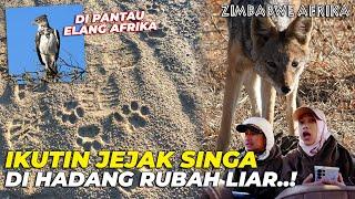 #04 AFRIKA | IKUTIN JEJAK SINGA YG SEMALAM MALAH DI HADANG RUBAH KELAPARAN..!!