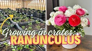 Can You Grow Ranunculus in Crates?! A Look At How We Do It