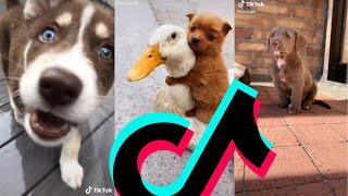 The Most Famous Puppy TikTok Compilation | Puppys Of TikTok