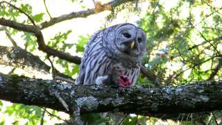 Barred Owl - A Rat's Worst Nightmare