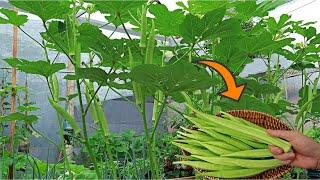 A new way to grow okra with lots of fruit