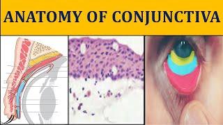 ANATOMY OF CONJUNCTIVA made easy | ophthalmology anatomy I