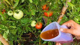 Homemade Tomato Fertilizer: Powerful Natural Recipes For A Sublime Crop