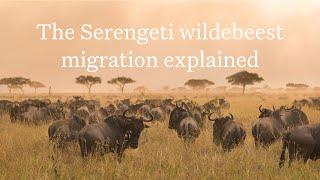 The Serengeti Wildebeest Migration Explained | Expert Africa