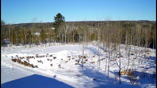 Brownville's Food Pantry For Deer "Richard's PTZ"