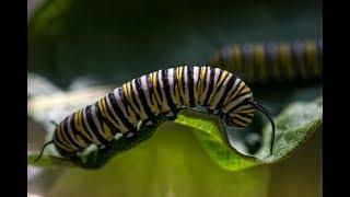 Milkweed & the Monarch Butterfly Life Cycle