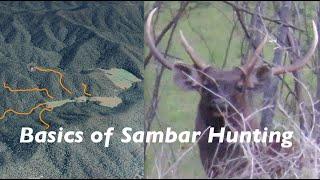 Basics of Sambar Hunting