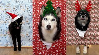 Husky Poses Like a Professional Model! How to Make VIRAL PHOTOS of Dogs And Cats in Wrapping Paper