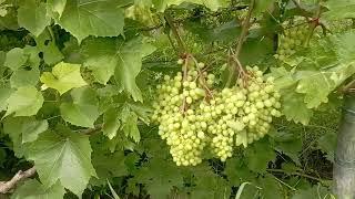 Виноград на Волині. Як виростити органічний виноград ТІЛЬКИ на БІО-препаратах?