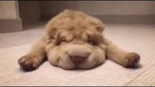 cute puppy 