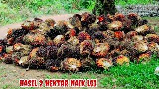 panen 2minggu yg lalu dapat 2700 kg Harin ini naik 2860 kg panen 2 ha varietas ppks 540