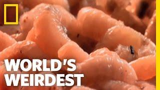 Flies and Maggots | World's Weirdest