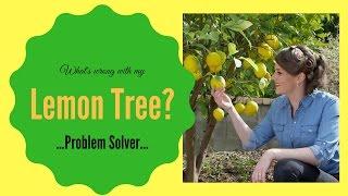 What's wrong with my lemon tree? // Lemon Tree Diseases & Problem Solver // The Gardenettes