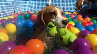 Beagle Dogs Go Crazy in Ball Pits and Pools: Best Moments Compilation!