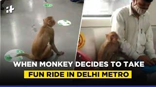 Viral Video: When Monkey Decides To Take Fun Ride in Delhi Metro