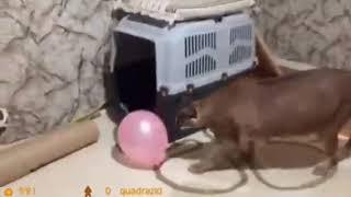 cat with half life sfx compilation