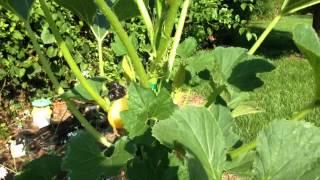 Organic Gardening- Lemon Squash