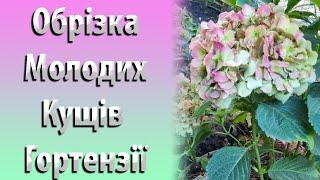 Обрізка МОЛОДИХ Кущів Широколисної Гортензії Восени. Квіткова Брунька Гортензії. Частина 1