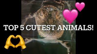 Top 5 Cutest animals! My pics 