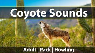 Coyote Sounds: Listen to howling, yipping, and screaming sounds of coyotes