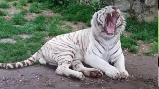 White Bengal tiger yawns - Panthera tigris tigris - Beli bengalski tigar zeva