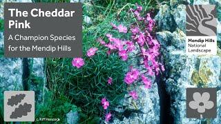 Cheddar Pink - Champion Species for the Mendip Hills National Landscape