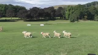 Second Day Welsh Nationals Sheepdog Trials 2018 - AM