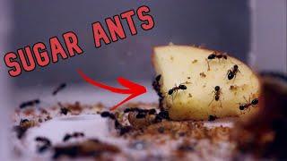 An Update On Our Sugar Ants