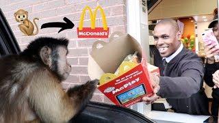 Monkey Surprises The McDonalds Drive Thru! (FUNNY)