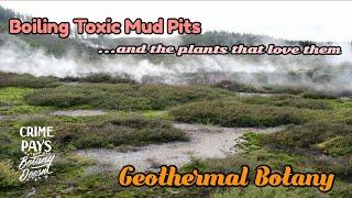 Geothermal Botany of New Zealand