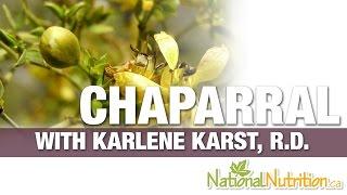 Chaparral - Natural Blood Cleanser - Professional Supplement Review | National Nutrition