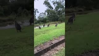 Every Day I Run - Kangaroo spectators