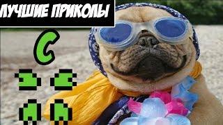 Приколы с 4CH (Подборка видео с Форча)