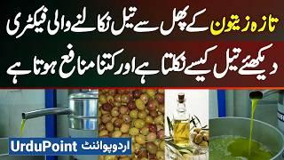 Olive Oil Making Process in Pakistan- Olive Se Oil Kaise Nikala Jata Hai? Business Me Profit Kitna?