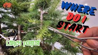 Pruning Larch Bonsai Forest (July 2024)