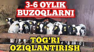 Sutdan chiqgan Golshteyni buzoqlarni Oziqlantirishning juda zör usuli.  #buzoqlar #golshteyn