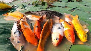 Amazing Unbelievable Unique Fishing KOI Fish Catching And Founding A Lot Of Fish In lotus Lake