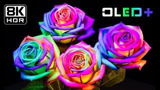 BEST OF OLED - Alluring Flowers in Dolby Vision™ | 8K HDR