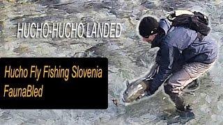 Hucho-hucho fly fishing Slovenia - Sava Bohinjka