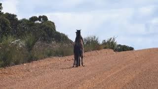 Kangaroos fight it out on Kangaroo Island 2 (taken with a Nikon D750 70-300 zoom)