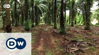 Reforestation in the ‘Land of Trees’ | Global 3000