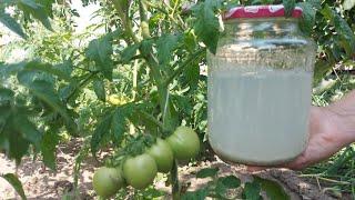 MAGIC fertilizer with high calcium content for healthy tomatoes (100% success result)!