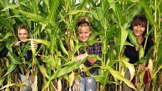 Children of the CORNmaze