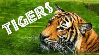 Tigers for Kids: Learn All About Tigers - FreeSchool