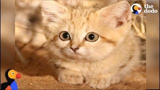 Baby Sand Kittens CAUGHT ON CAMERA For The First Time | The Dodo