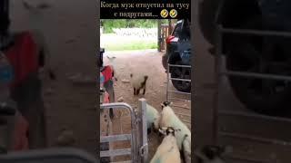 ура! выходные!  приколы 2022 #shorts  #tiktok  #funny  #animal