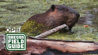 Can beavers save salmon in Oregon's high desert? | Oregon Field Guide