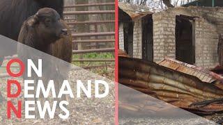 These Ukrainian Buffaloes Escaped a Bombed-Out Zoo and Came Back... with BABIES!