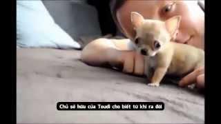 Gặp gỡ chú chó Chihuahua nhỏ nhất thế giới