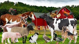 Farm animals and sound | Baby education videos, toddlers, preschool children
